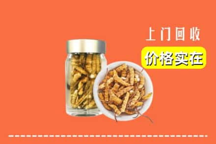 诚信求购:曲靖市富源高价回收散虫草